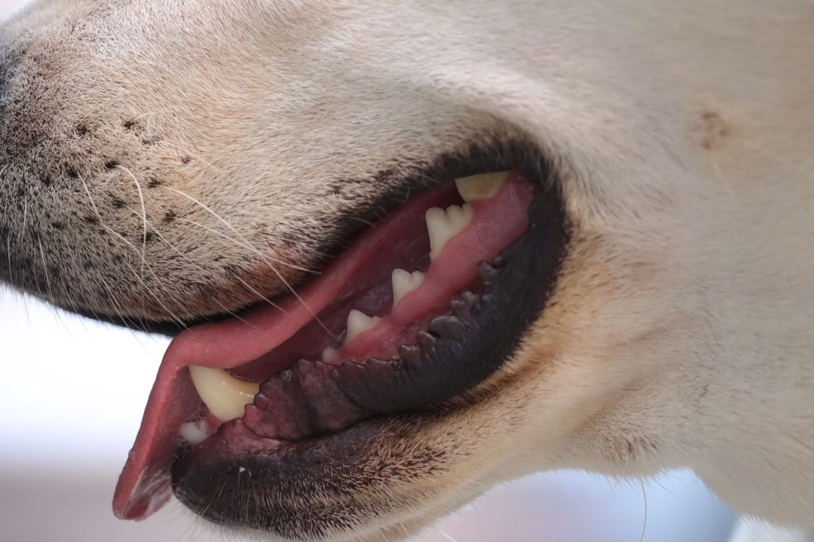 A white dog showing serrations on lips while panting
