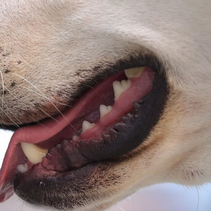A white dog showing serrations on lips while panting