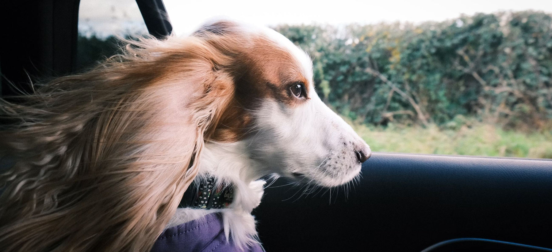 small dog looking out the window of the car