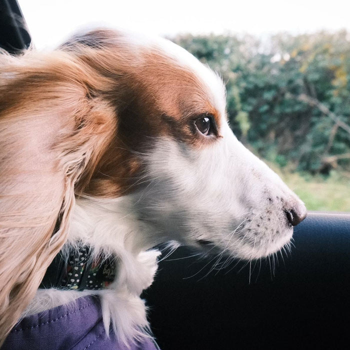 small dog looking out the window of the car