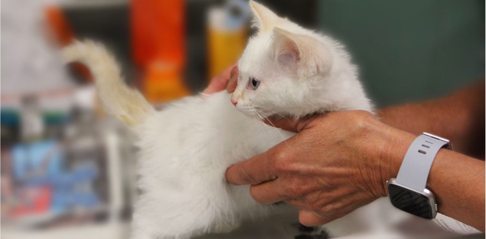 White kitten being check by vet