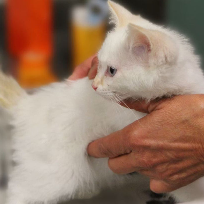 White kitten being check by vet