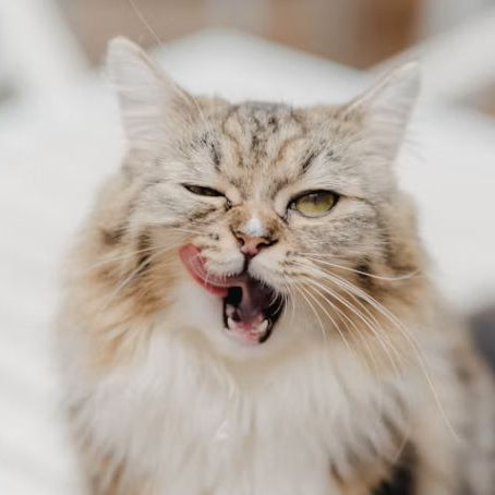 Cat lick its lips 