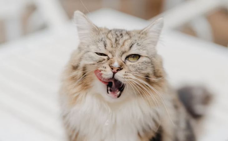 Cat lick its lips 