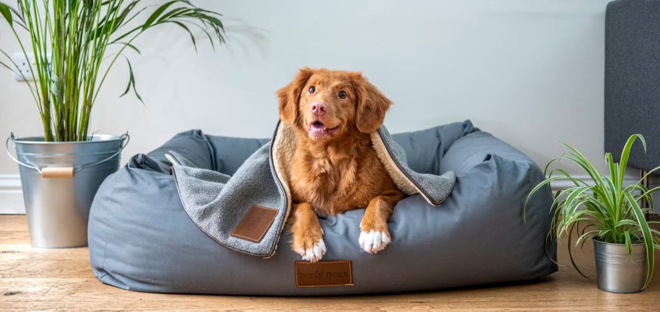 Dog laying in a large dog bed with a blanket