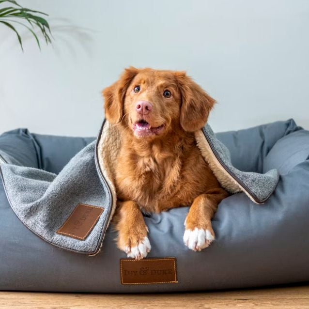 Dog laying in a large dog bed with a blanket