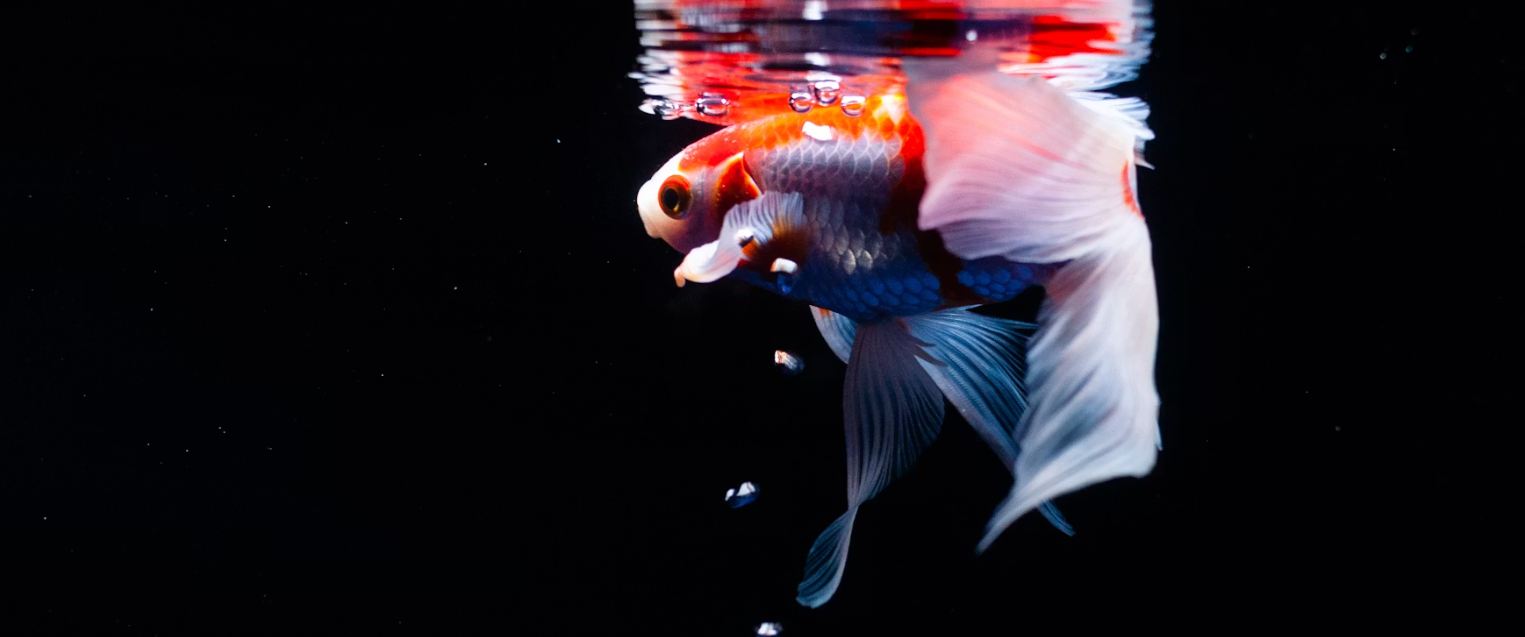 A gold fish in a tank with a black background