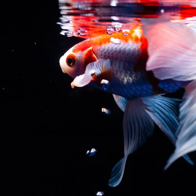A gold fish in a tank with a black background