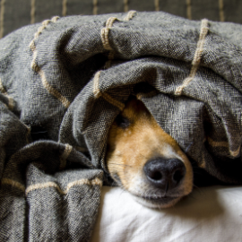 Coming Soon - Pet Supplies!