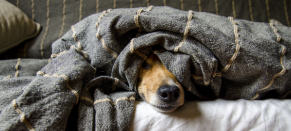 Coming Soon - Pet Supplies!