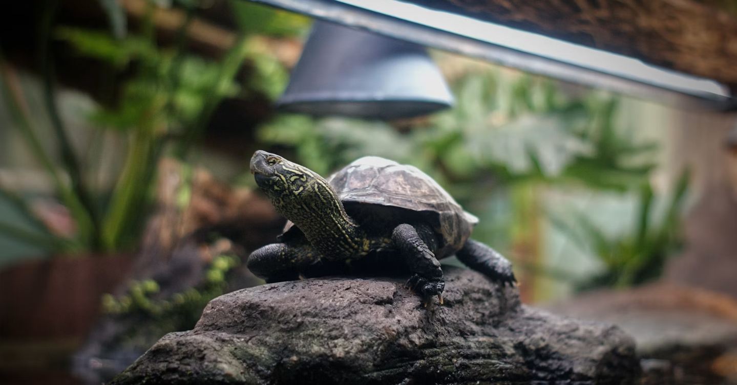 A turtle on a rock with heat lamps