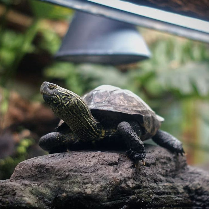 A turtle on a rock with heat lamps