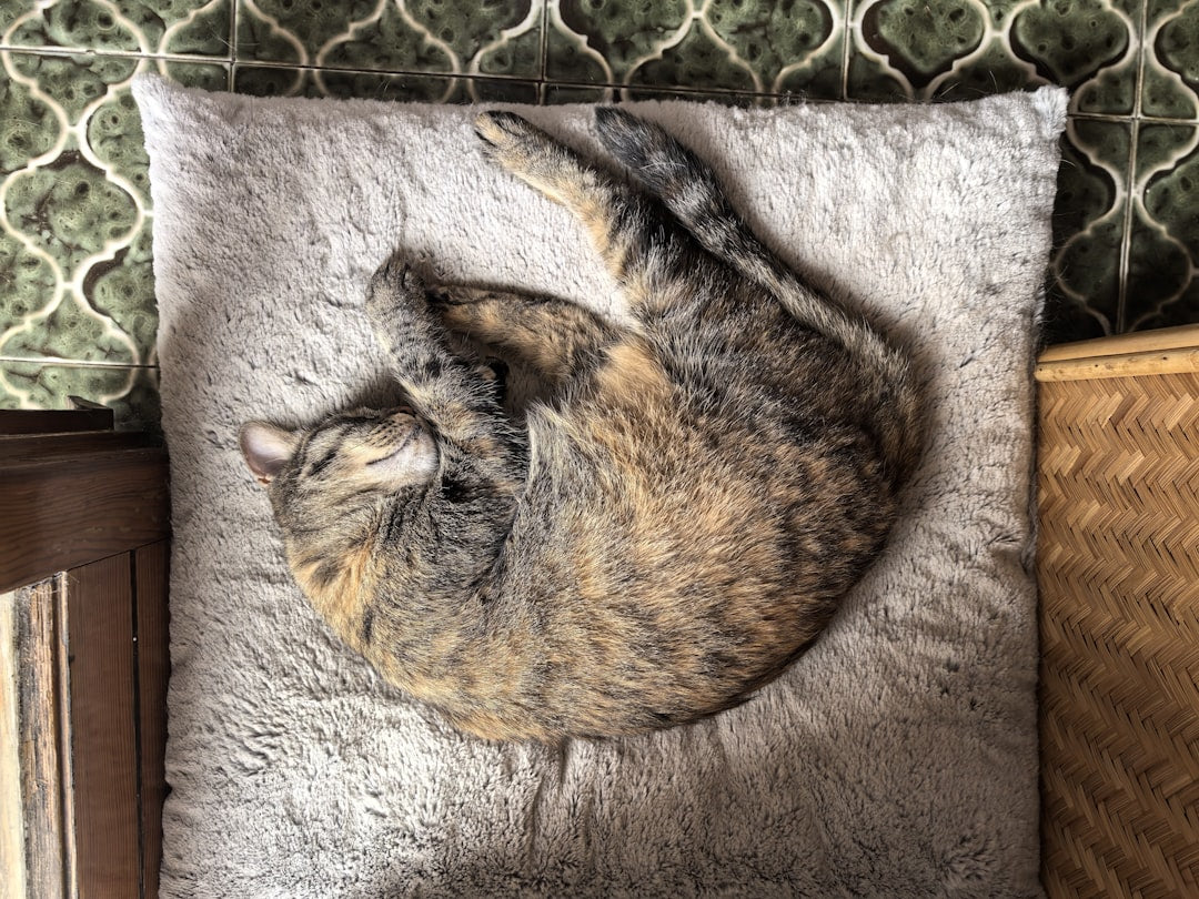 Soft cat blankets and cozy cushions for comfortable sleeping and lounging spots