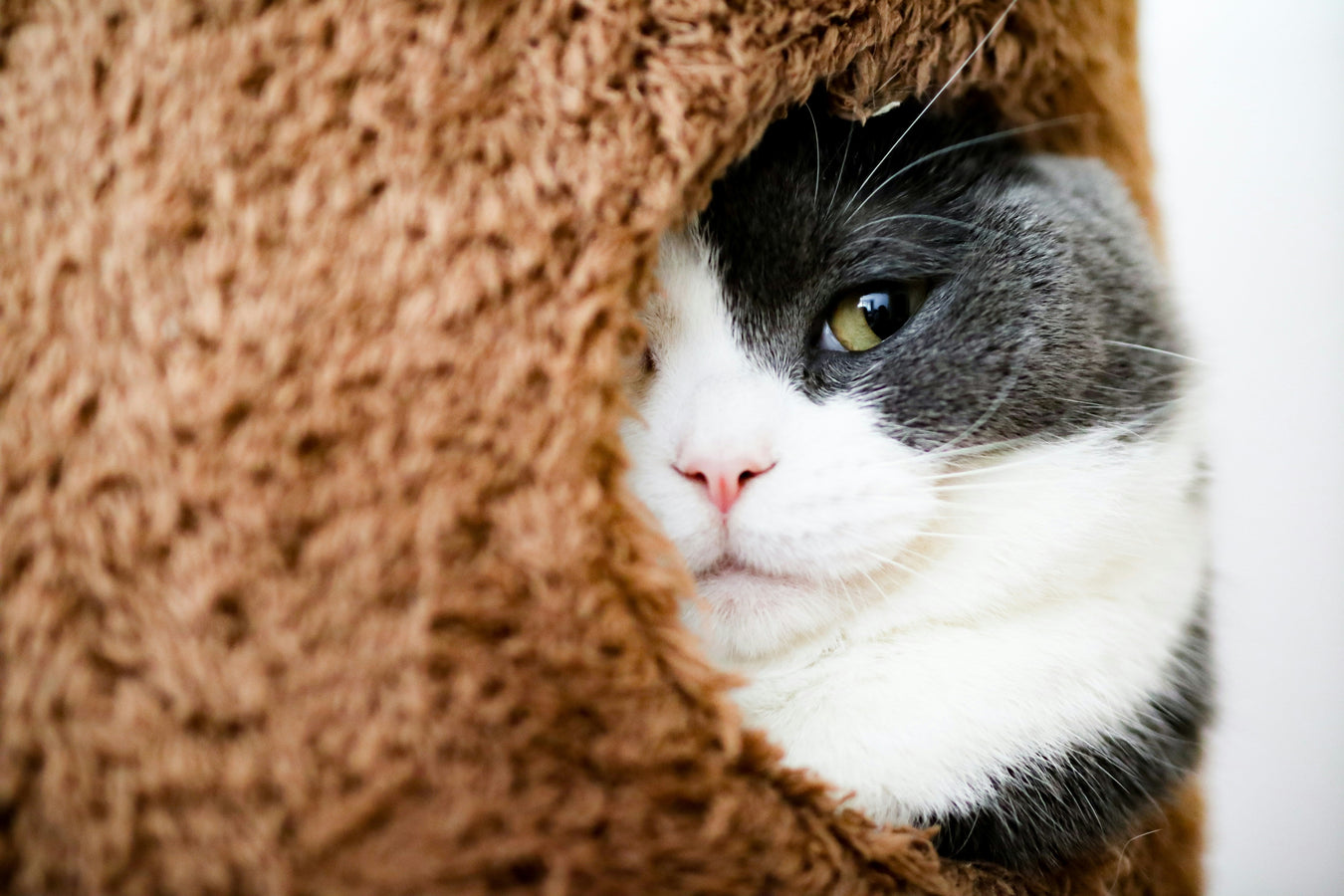 Cozy cat cave bed providing warm shelter and comfort for indoor cats to sleep and hide