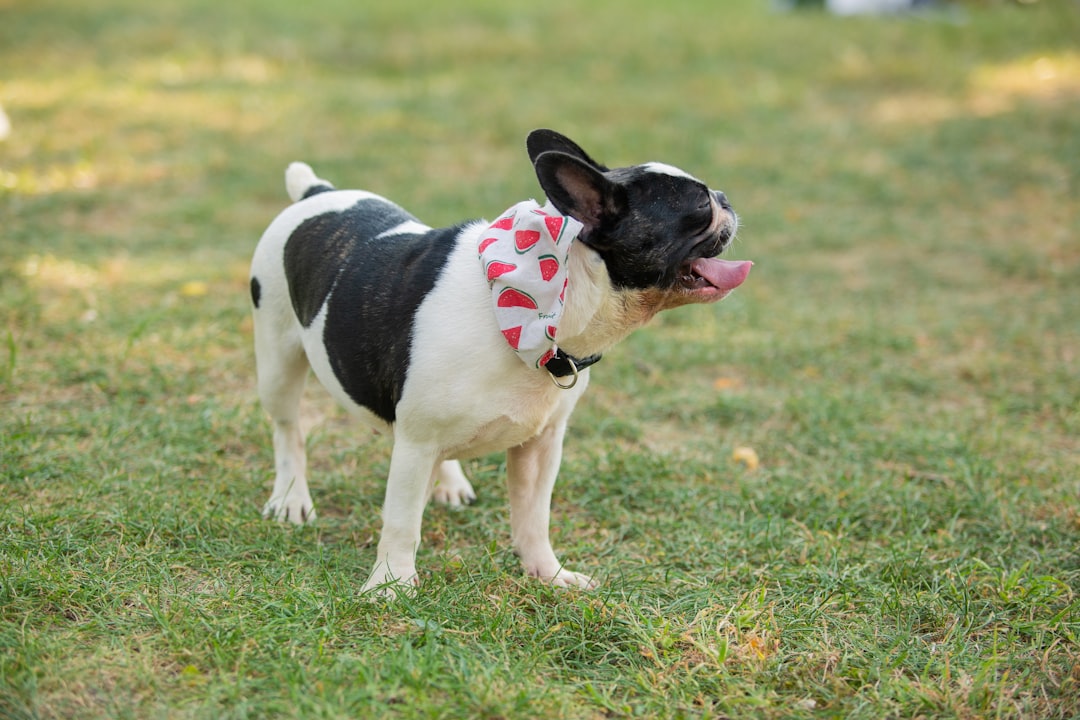 Heart-shaped pet toys and red Valentine's Day accessories for dogs and cats to celebrate February 14th