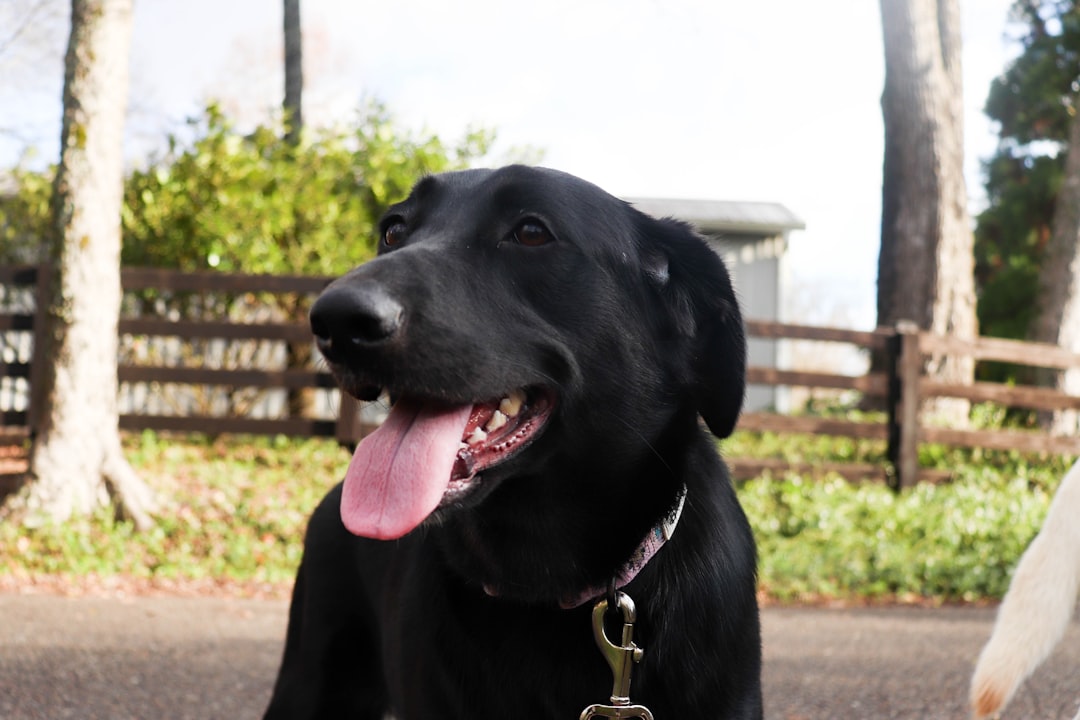 Colorful dog collars and leashes displayed together for pet training and daily walks