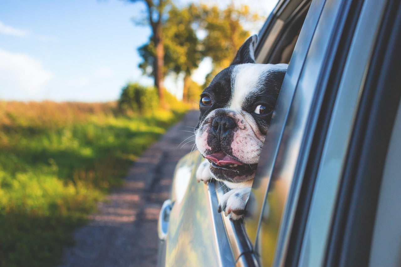 Dog car restraints and safety harnesses for secure travel with pets in vehicles