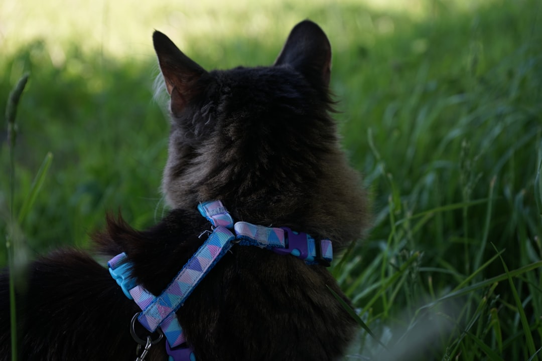 Comfortable cat collars and harnesses in various colors and styles for safe walks and identification