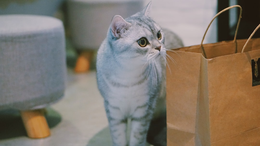 Black Friday pet supply deals featuring discounted beds, toys, food and accessories for dogs and cats