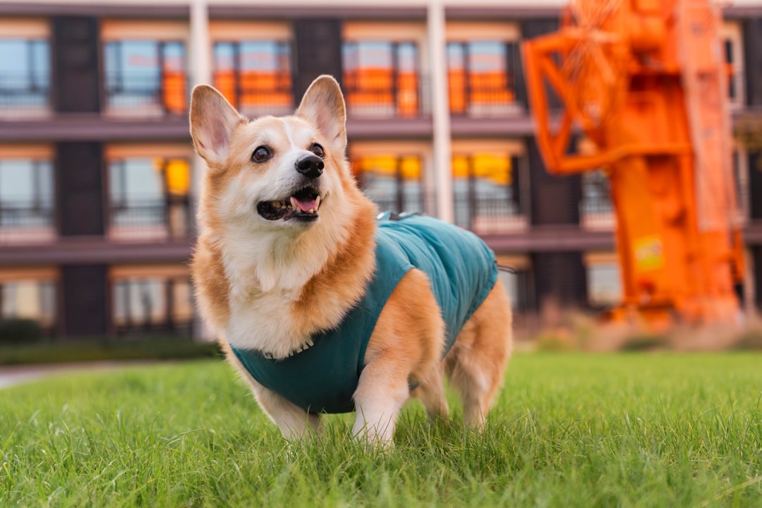 Cozy dog sweaters and shirts in various sizes and colors for small to large breed dogs