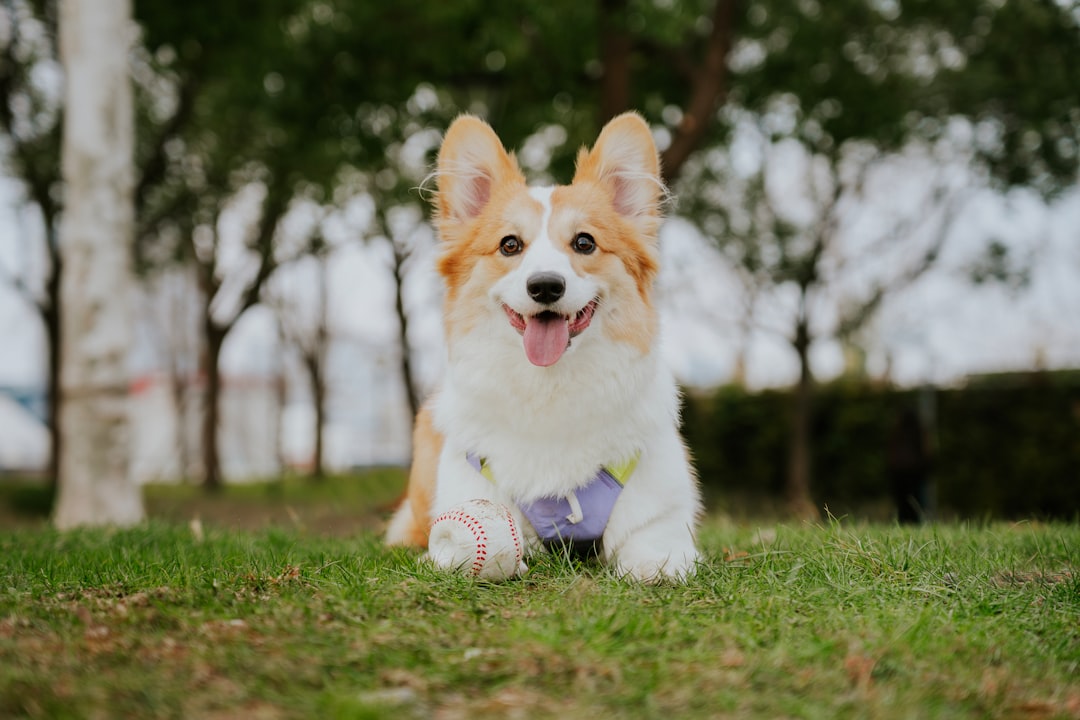 Durable dog chew toys for healthy teeth and happy pups - safe interactive playtime essentials