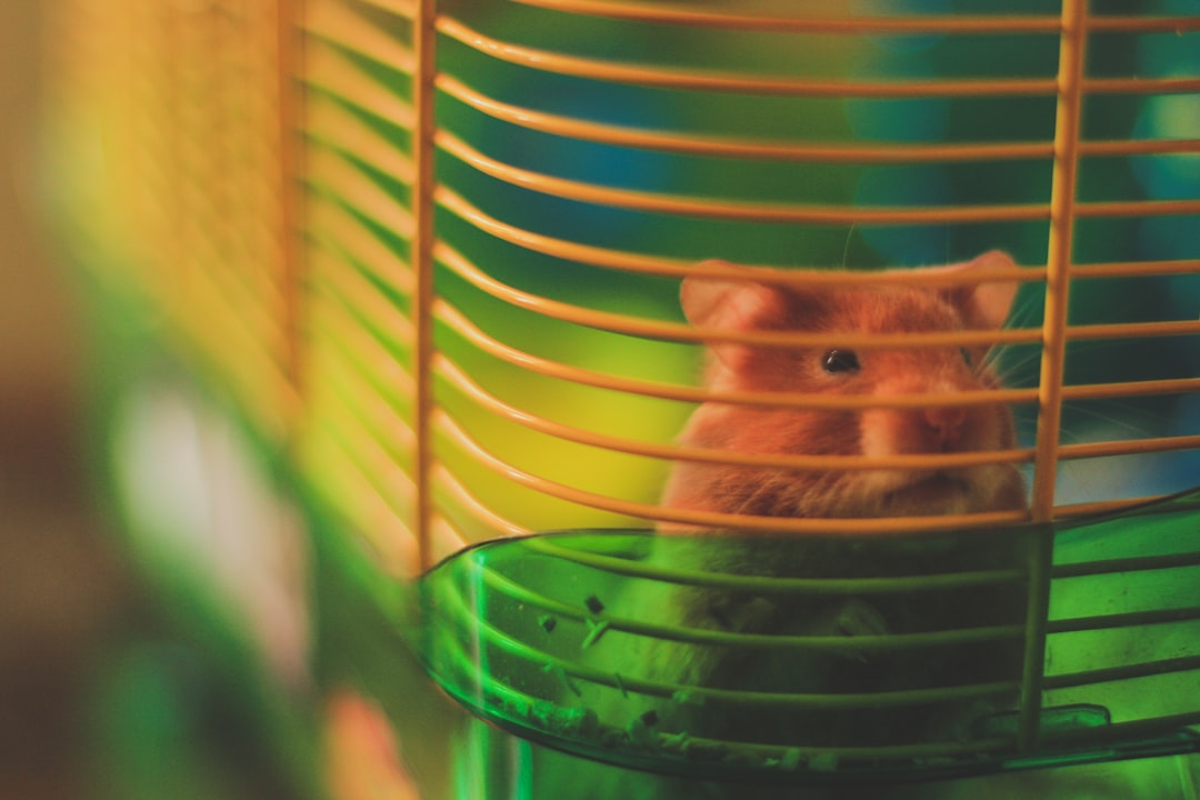 Spacious hamster cages and habitats for small pets with secure wire construction and comfortable bedding areas