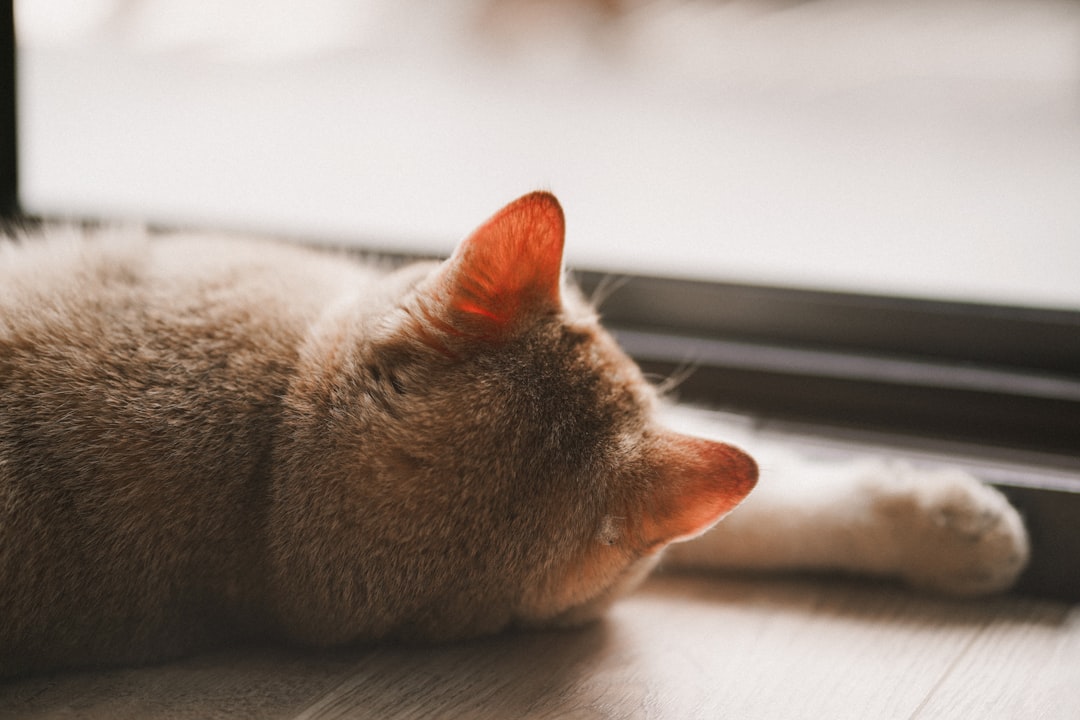 Cat calming products including anxiety relief sprays, pheromone diffusers, and stress-reducing treats for t...