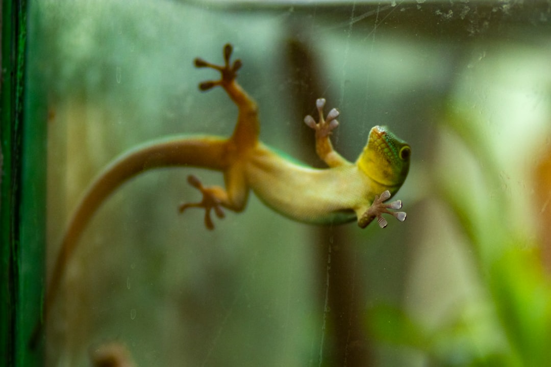 Premium glass terrarium with clear walls and secure ventilation for reptiles amphibians and small pets
