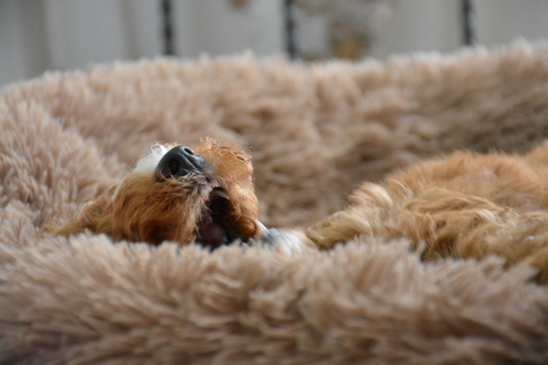 Extra plush dog beds providing maximum comfort and support for cozy sleeping and relaxation