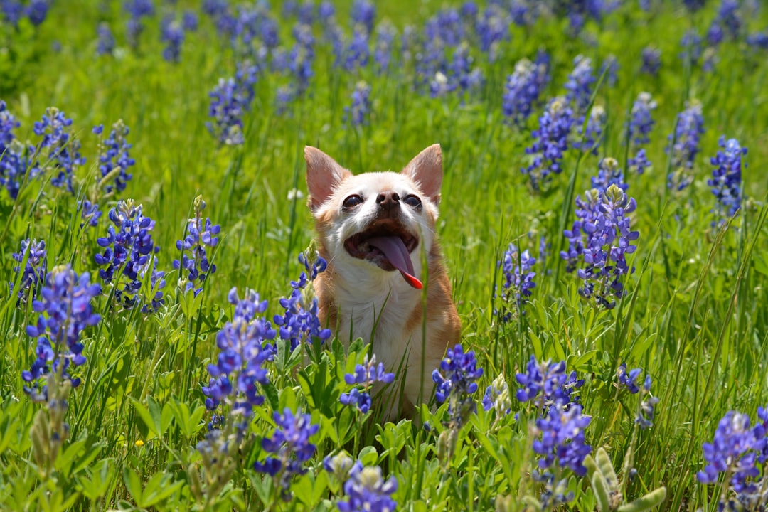 Spring pet gear and accessories for outdoor adventures with dogs and cats in warm weather