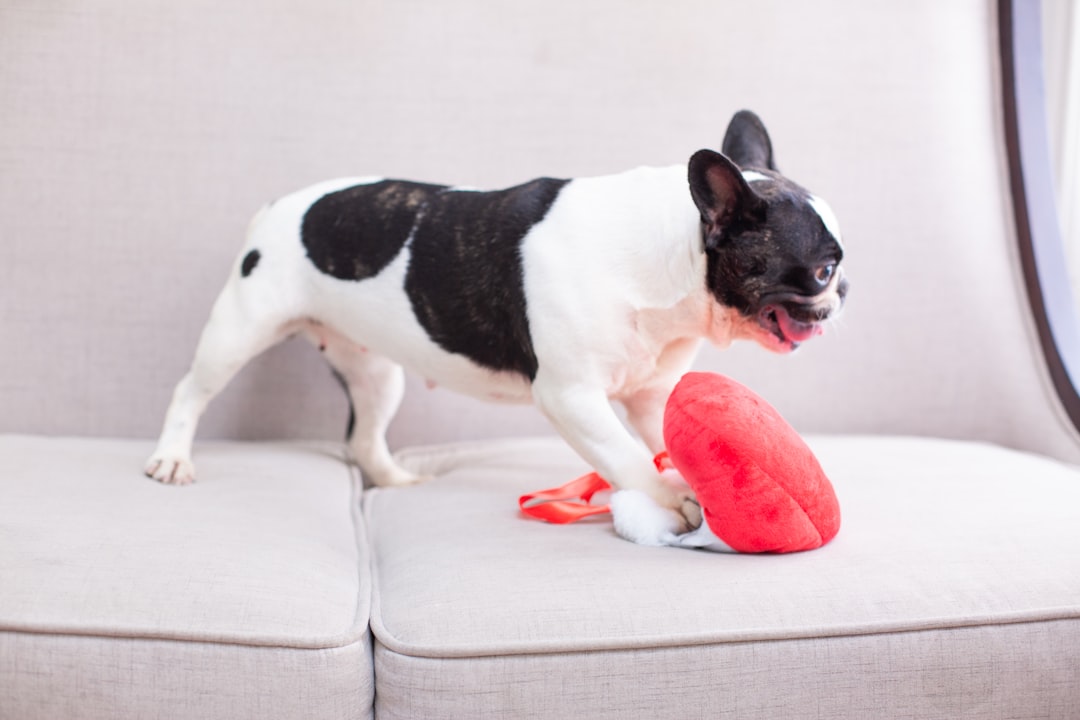 Colorful squeaky dog toys including balls, bones, and plush animals for interactive play and entertainment