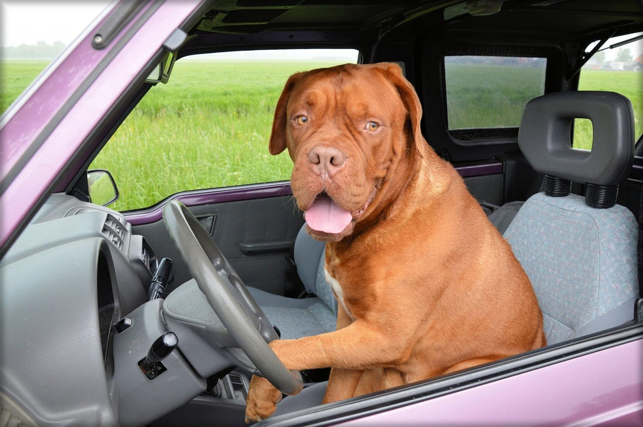 Dog car seat covers protecting vehicle upholstery from pet hair, dirt, and scratches during travel