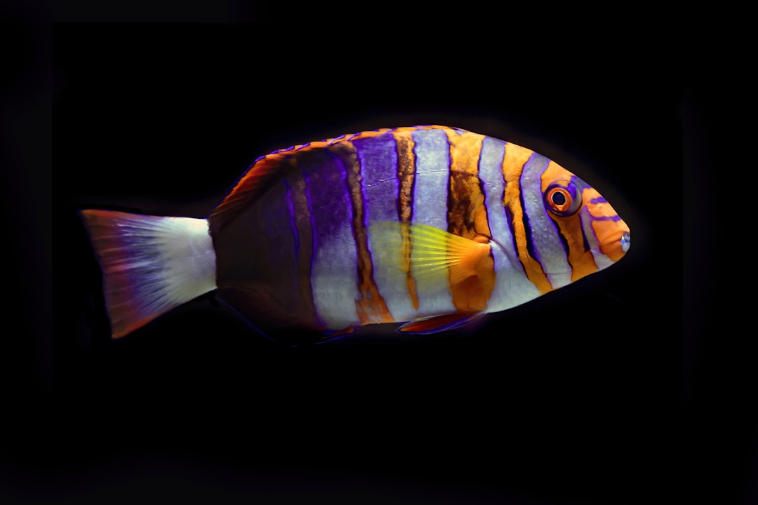 Premium fish tanks and aquariums in various sizes for creating perfect aquatic environments and underwater ...