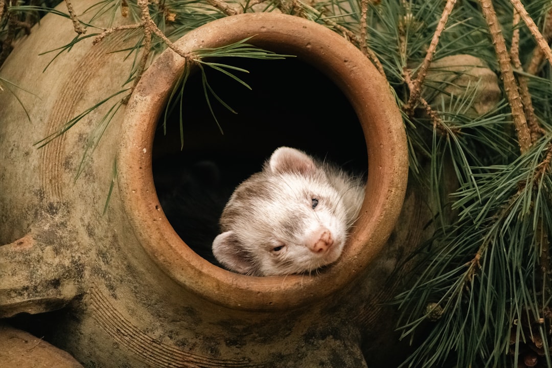 Spacious ferret cages and habitat accessories for comfortable small pet homes and playtime