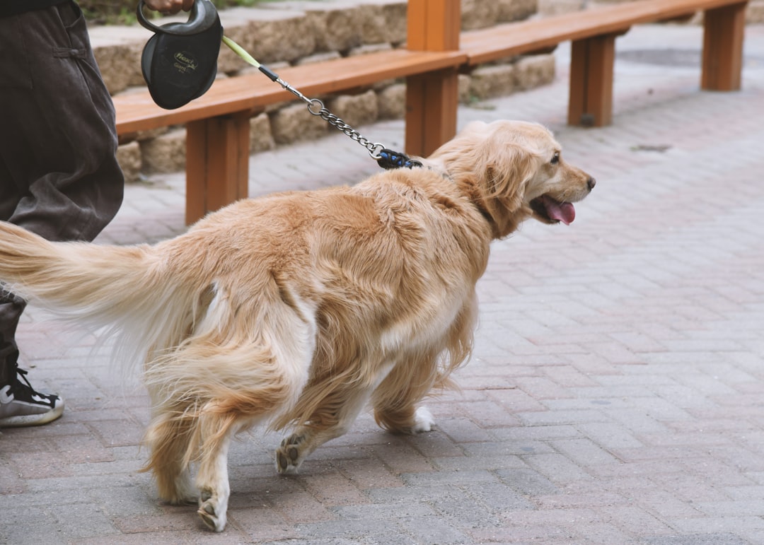 Retractable dog leashes with adjustable length controls for safe walks and outdoor adventures