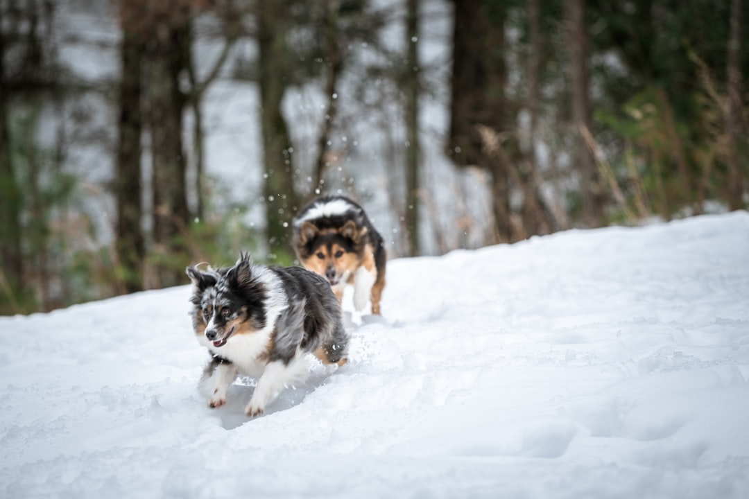 Winter pet supplies including coats, boots, and heated beds to keep dogs and cats warm during cold weather