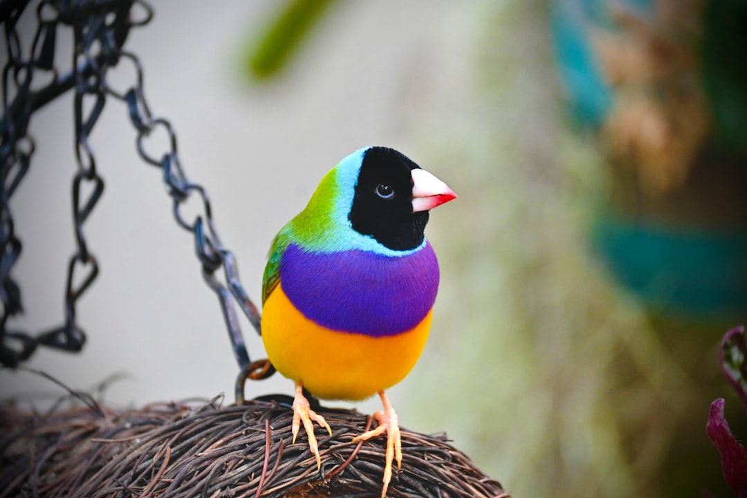 Small bird cages for canaries, finches, and parakeets with secure bars and comfortable perches