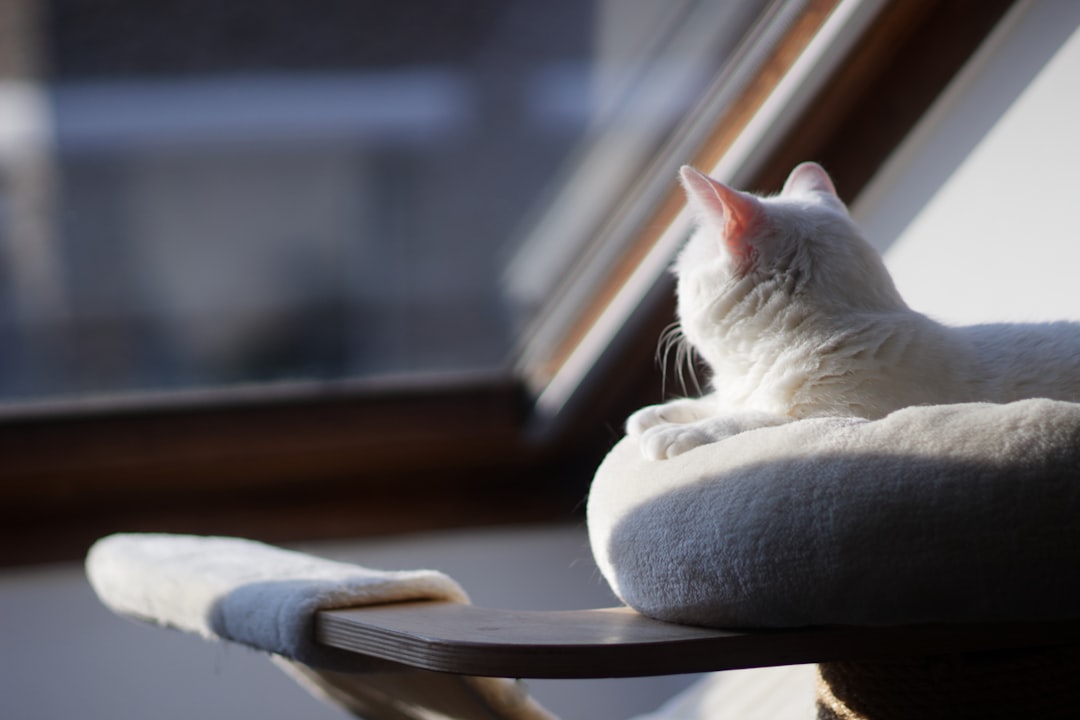 Cozy cat window perch for indoor cats to relax and watch outdoors comfortably
