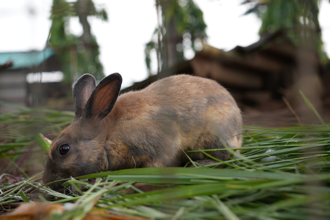 Spacious rabbit hutches with excellent ventilation and easy cleaning access for indoor and outdoor use