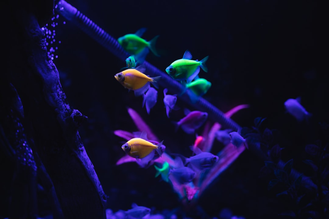Premium aquarium LED lighting system illuminating colorful tropical fish and aquatic plants in home fish tank
