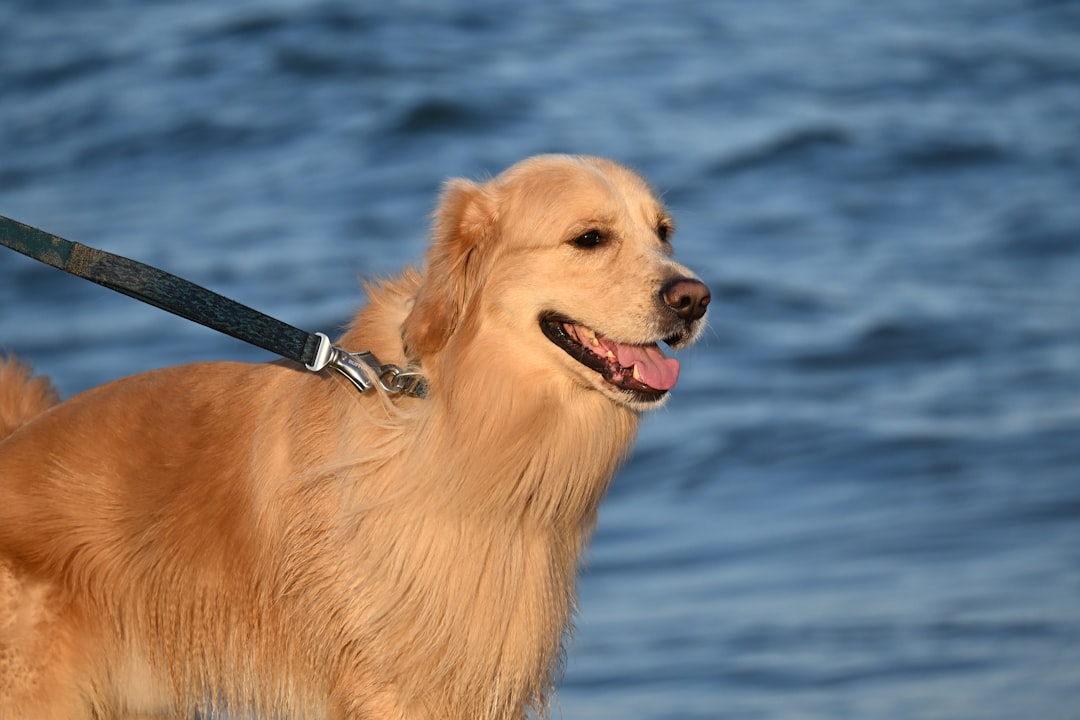 Durable standard dog leashes in various colors and lengths for daily walks and training