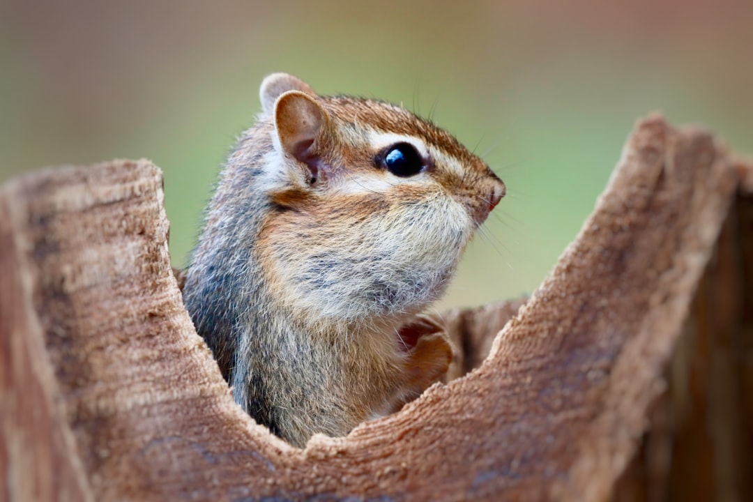 Small pet supplies including toys, treats, and care essentials for hamsters, guinea pigs, and other tiny co...