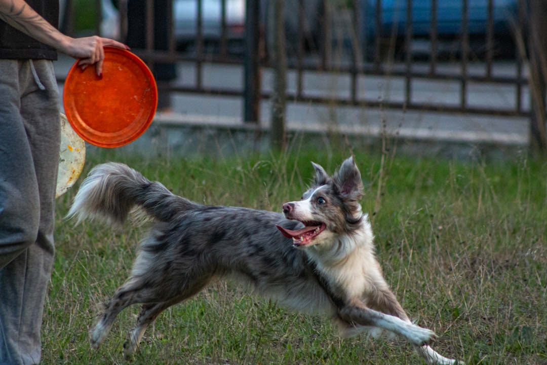 Dog training aids including clickers, treat pouches, and training tools for effective pet behavior modifica...