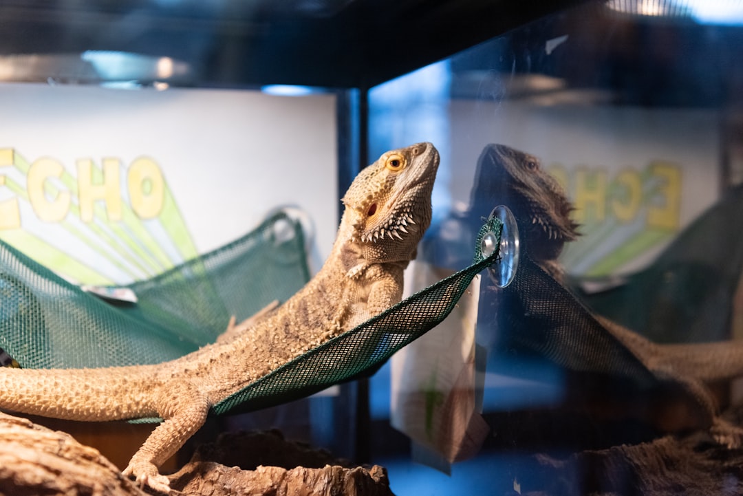 Comfortable reptile hammock providing elevated resting spot for lizards and other small reptiles in terrarium