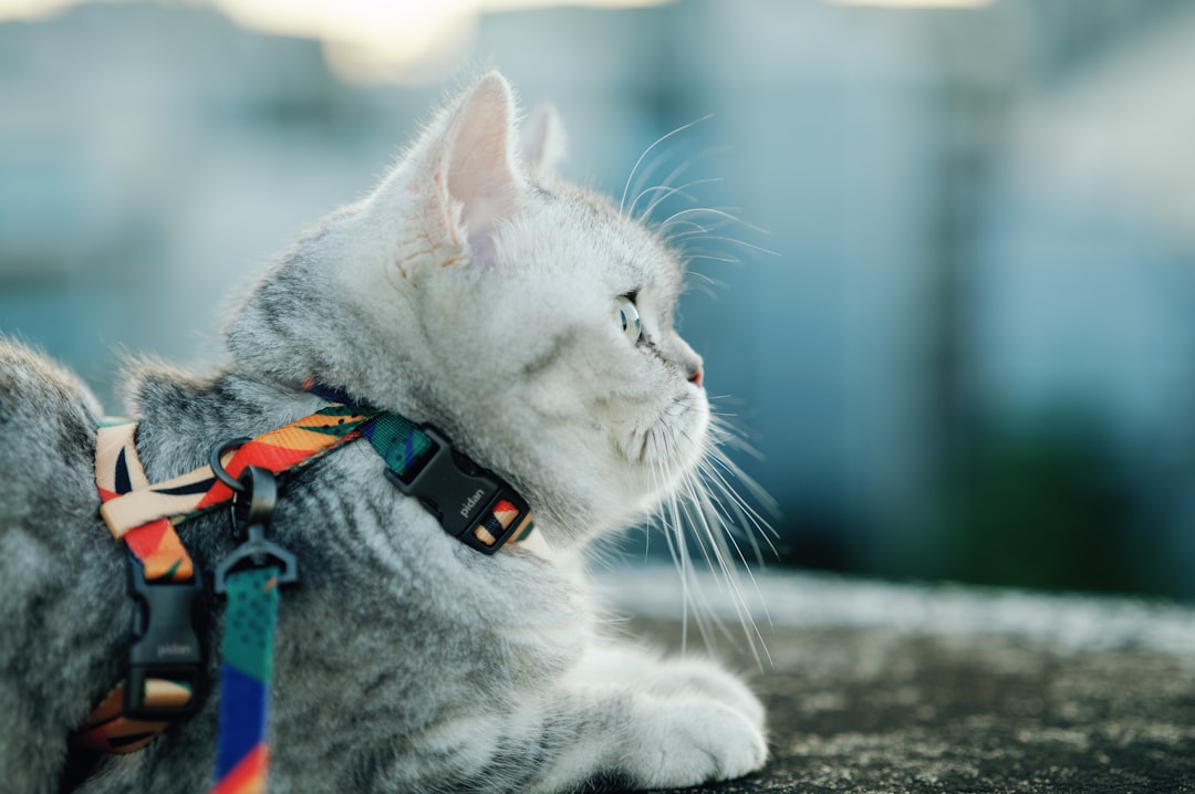 Cat harnesses for safe outdoor walks and adventures with your feline companion