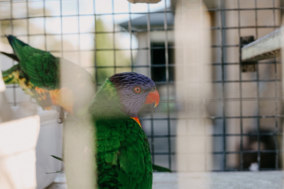 Large bird cages and aviaries providing spacious homes for feathered pets to fly and play comfortably