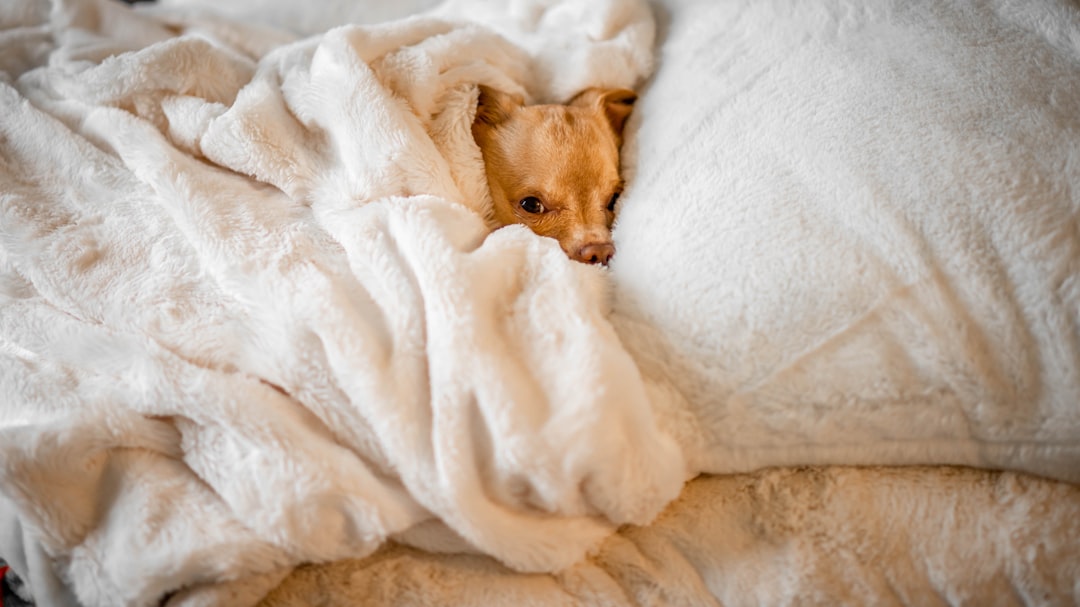 Soft dog blankets for cozy comfort and warmth on beds, couches, and crates