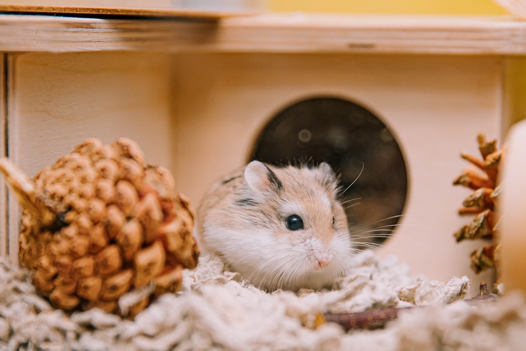 Complete small pet starter kit with cage, bedding, food bowls and habitat accessories for hamsters, gerbils...