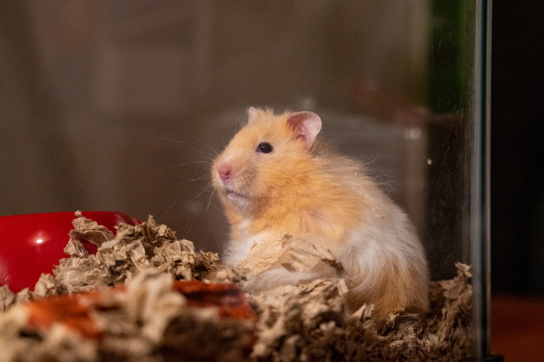Humidity controllers for small pet habitats including hamsters and guinea pigs to maintain healthy air levels
