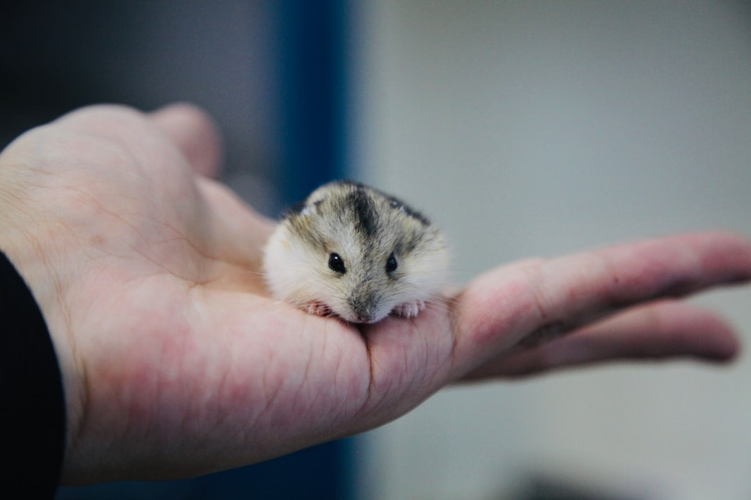 Protective handling gloves for safe small pet care with hamsters, reptiles and other small animals